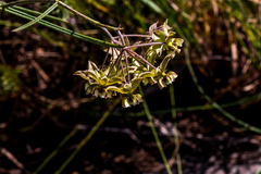 Asclepias praemorsa