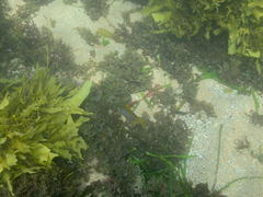 Schuettea scalaripinnis