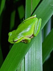 Ranoidea phyllochroa