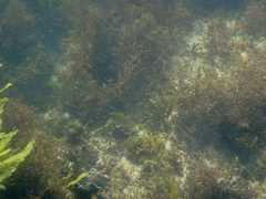 Schuettea scalaripinnis