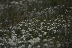 Leontopodium ochroleucum
