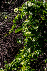 Dalechampia capensis