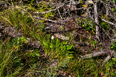 Dimorphotheca fruticosa