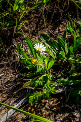 Dimorphotheca fruticosa