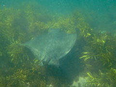 Myliobatis tenuicaudatus