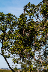 Faurea macnaughtonii