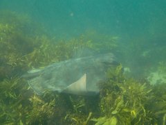 Myliobatis tenuicaudatus