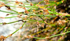 Restio curvibracteatus