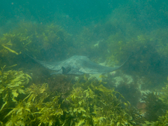 Myliobatis tenuicaudatus