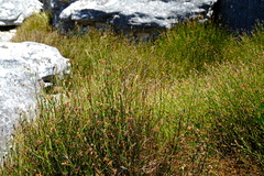 Restio curvibracteatus