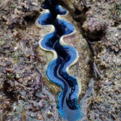 Tridacna