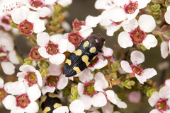 Castiarina chinnocki