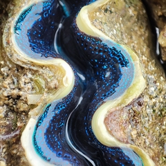 Tridacna
