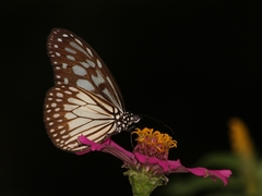 Ideopsis juventa