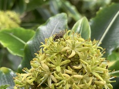 Anthomyia punctipennis