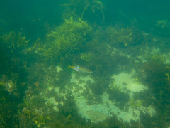 Pseudocaranx georgianus