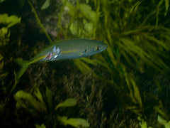 Pseudocaranx georgianus