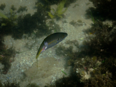 Pseudocaranx georgianus