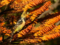 Trachyphonus vaillantii