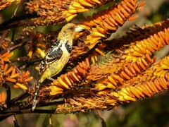 Trachyphonus vaillantii