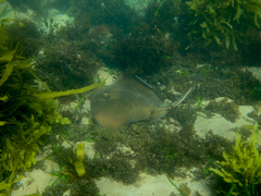 Trygonoptera testacea