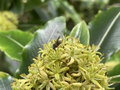 Anthomyia punctipennis