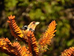Trachyphonus vaillantii