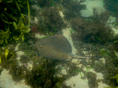 Trygonoptera testacea