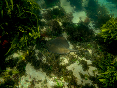 Trygonoptera testacea