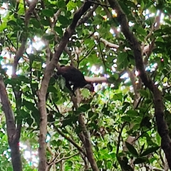 Ratufa bicolor