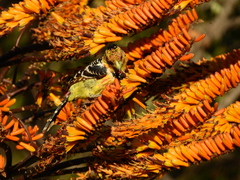 Trachyphonus vaillantii