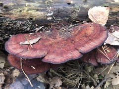 Daedaleopsis confragosa