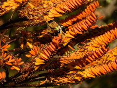 Trachyphonus vaillantii