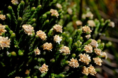 Brunia microphylla