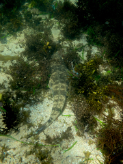 Platycephalus fuscus