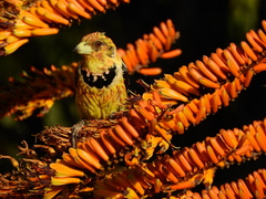 Trachyphonus vaillantii