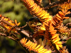 Trachyphonus vaillantii