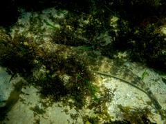 Platycephalus fuscus