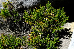 Brunia microphylla