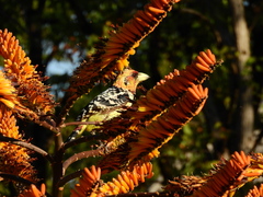 Trachyphonus vaillantii