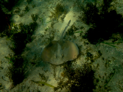 Trygonoptera testacea