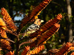 Trachyphonus vaillantii