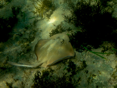 Trygonoptera testacea