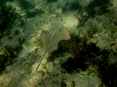 Trygonoptera testacea