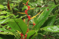 Heliconia richardiana
