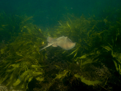 Trygonoptera testacea