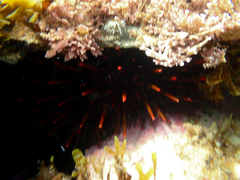 Heliocidaris tuberculata