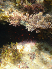 Heliocidaris tuberculata