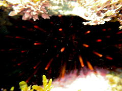 Heliocidaris tuberculata