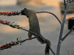 Paraxerus cepapi